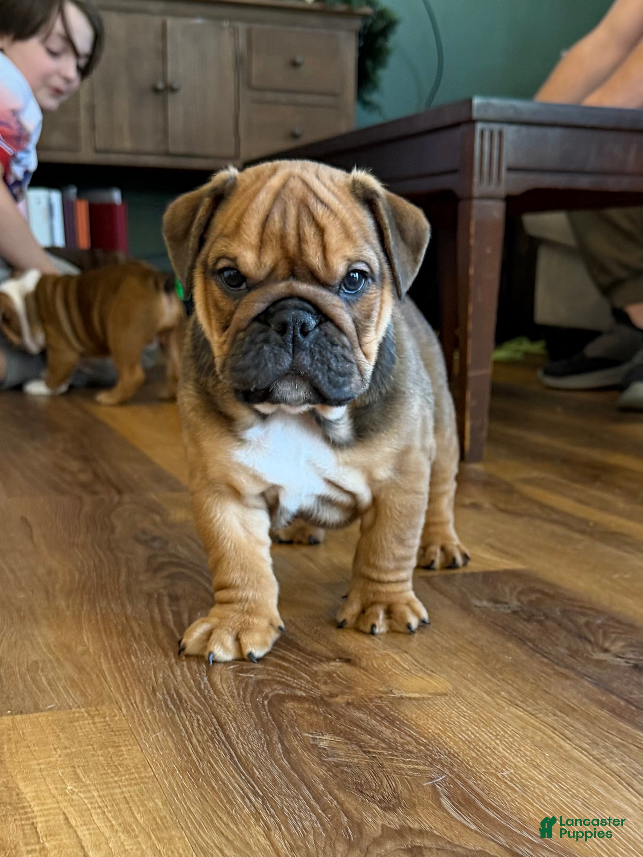 English Bulldog dogs Gravy - Ad 17