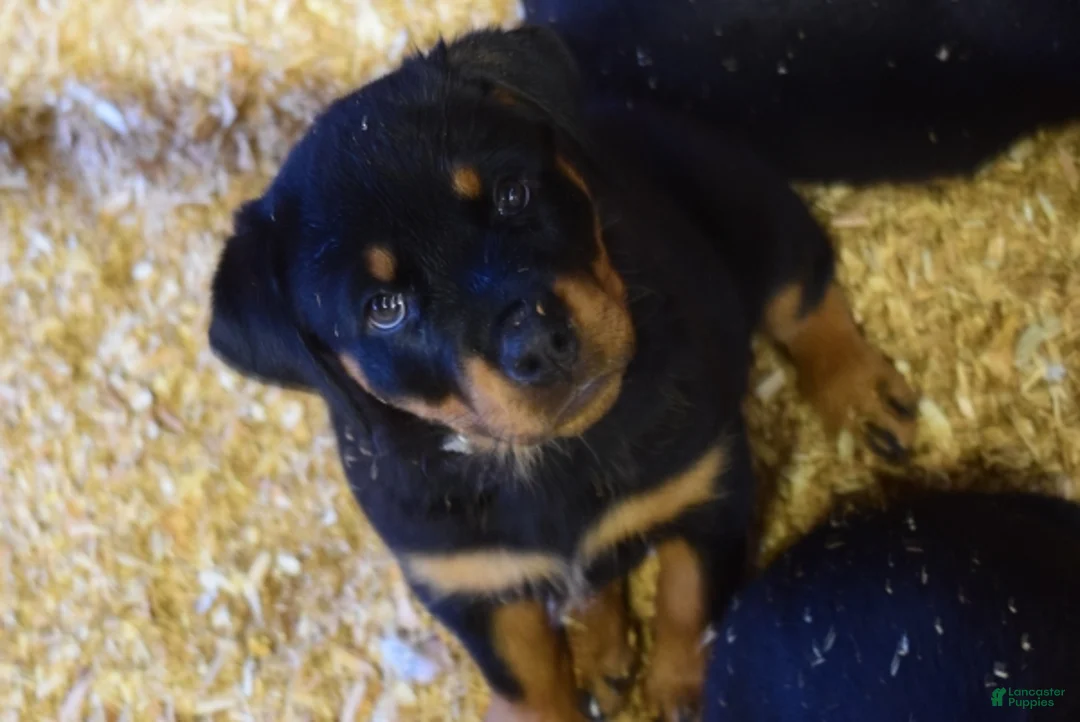 Rottweiler dogs for sale: Girl 1  - Ad 2