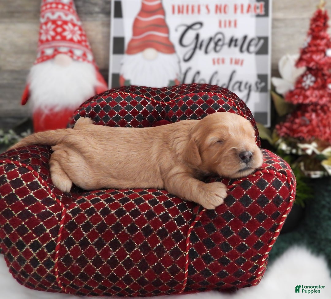 Cavapoo dogs for sale: Cavapoo Puppy 2 - Ad 2