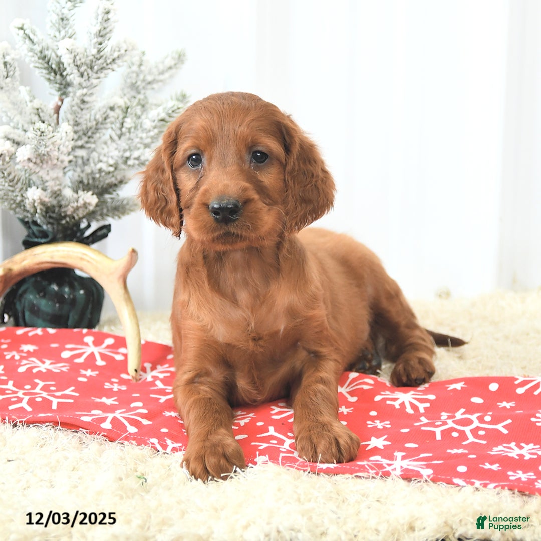 Irish Setter dogs for sale: Buster - Ad 2