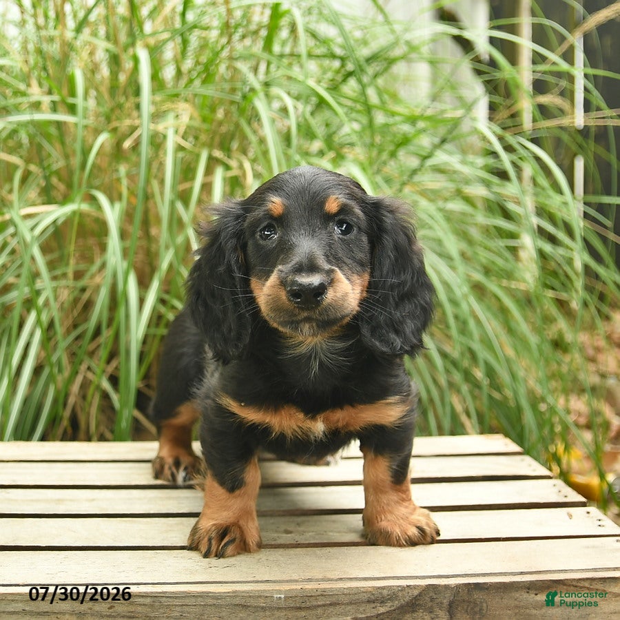 Miniature Dachshund dogs Piper  - Ad 1