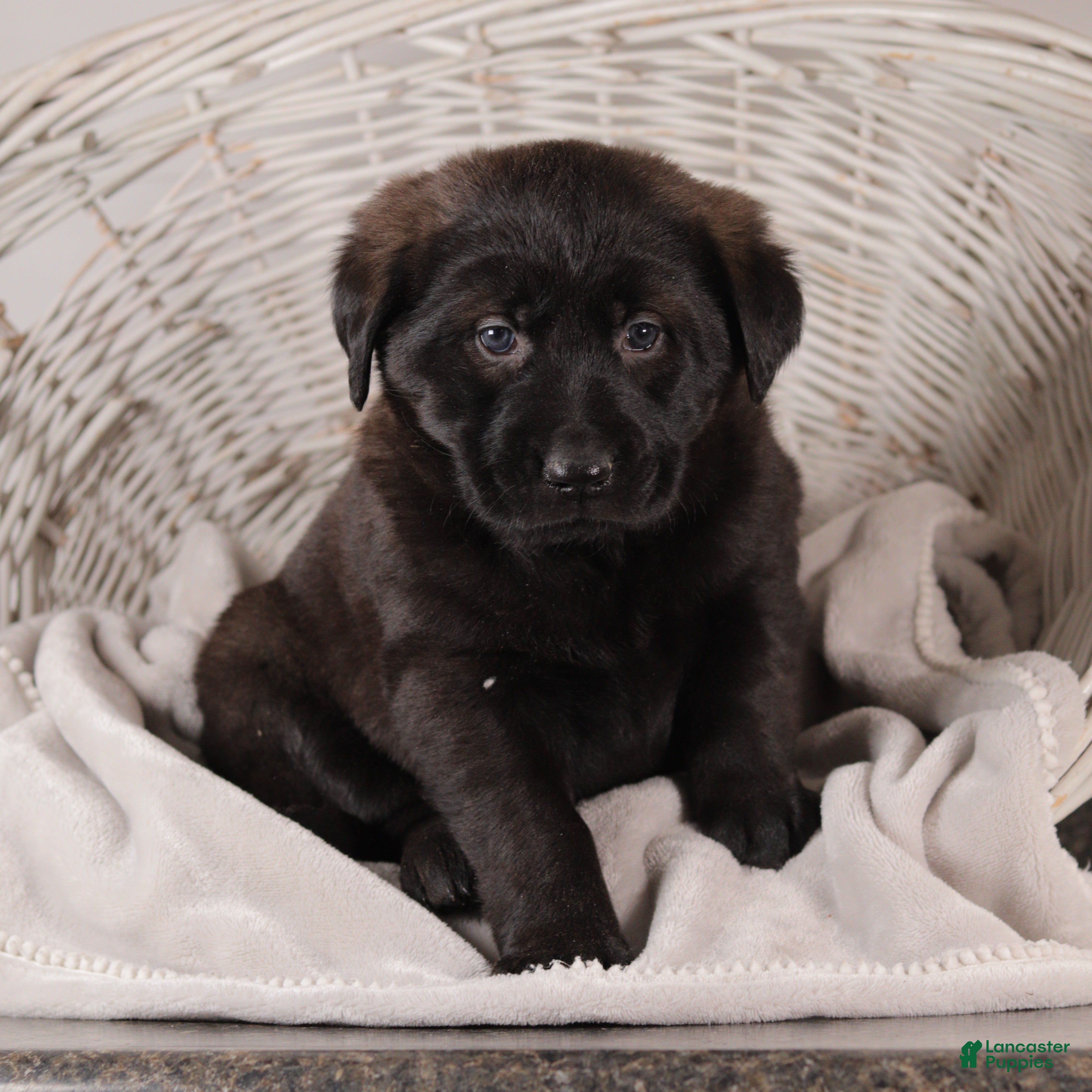 Mixed Breed dogs Violet - Ad 37