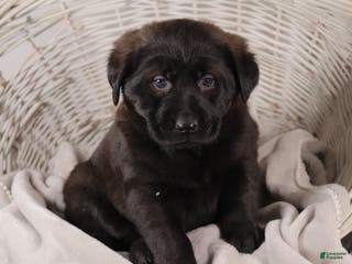 Mixed Breed dogs Violet - Ad 37