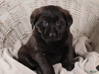 Mixed Breed dogs Violet - Ad 41