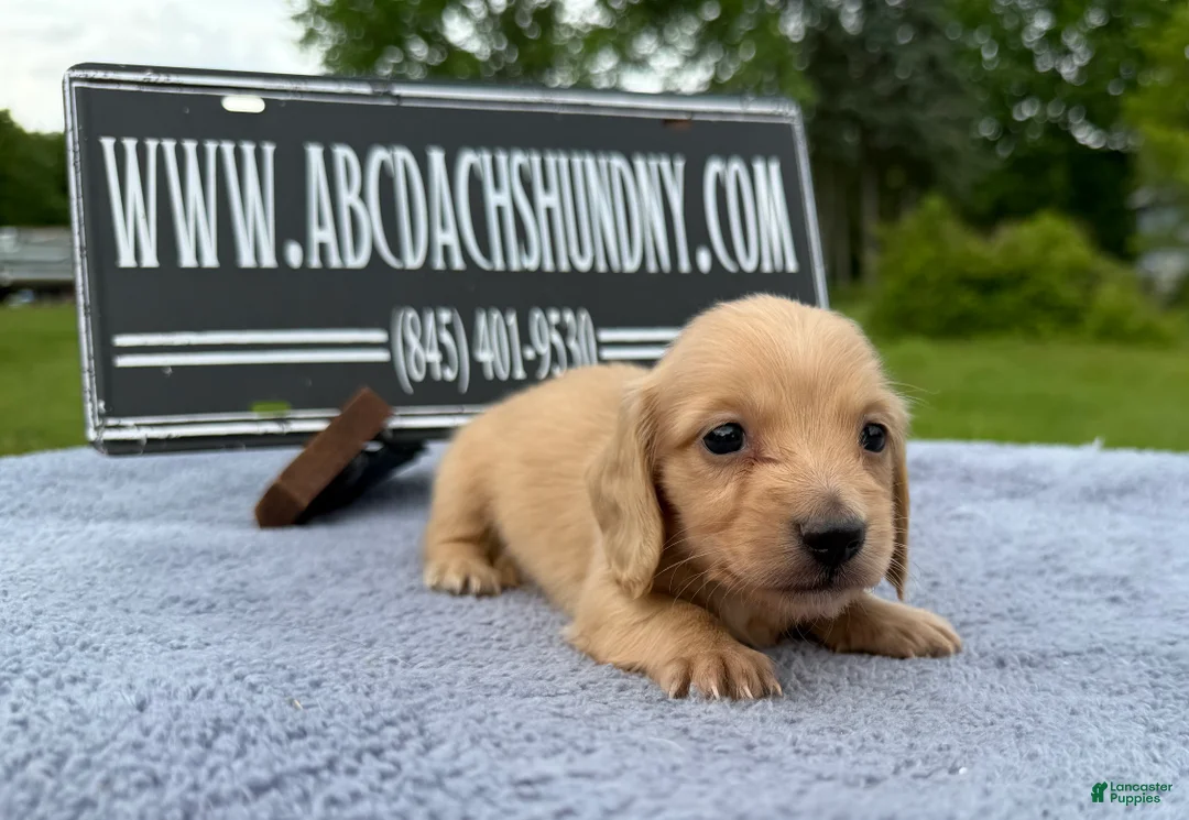 Miniature Dachshund dogs for sale: South African AKC Carrie’s Choc CR - Ad 1