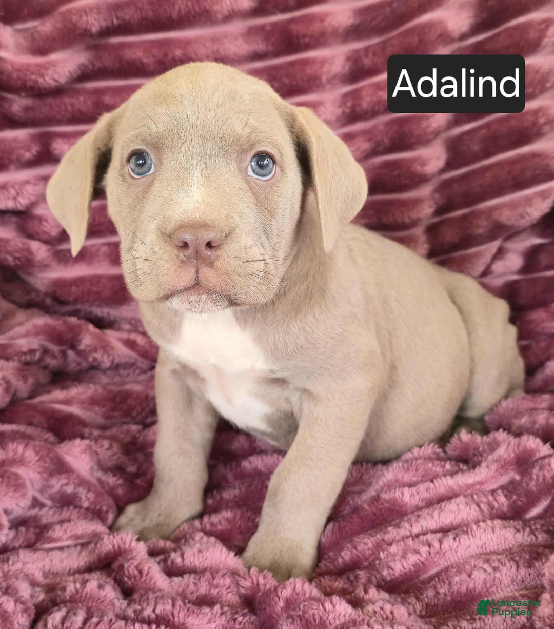 Cane Corso dogs for sale: Adalind - Ad 12