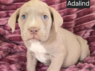 Cane Corso dogs - Ad 5