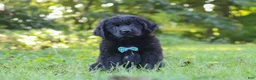 Newfoundland dogs for sale: Harvey - Ad 5