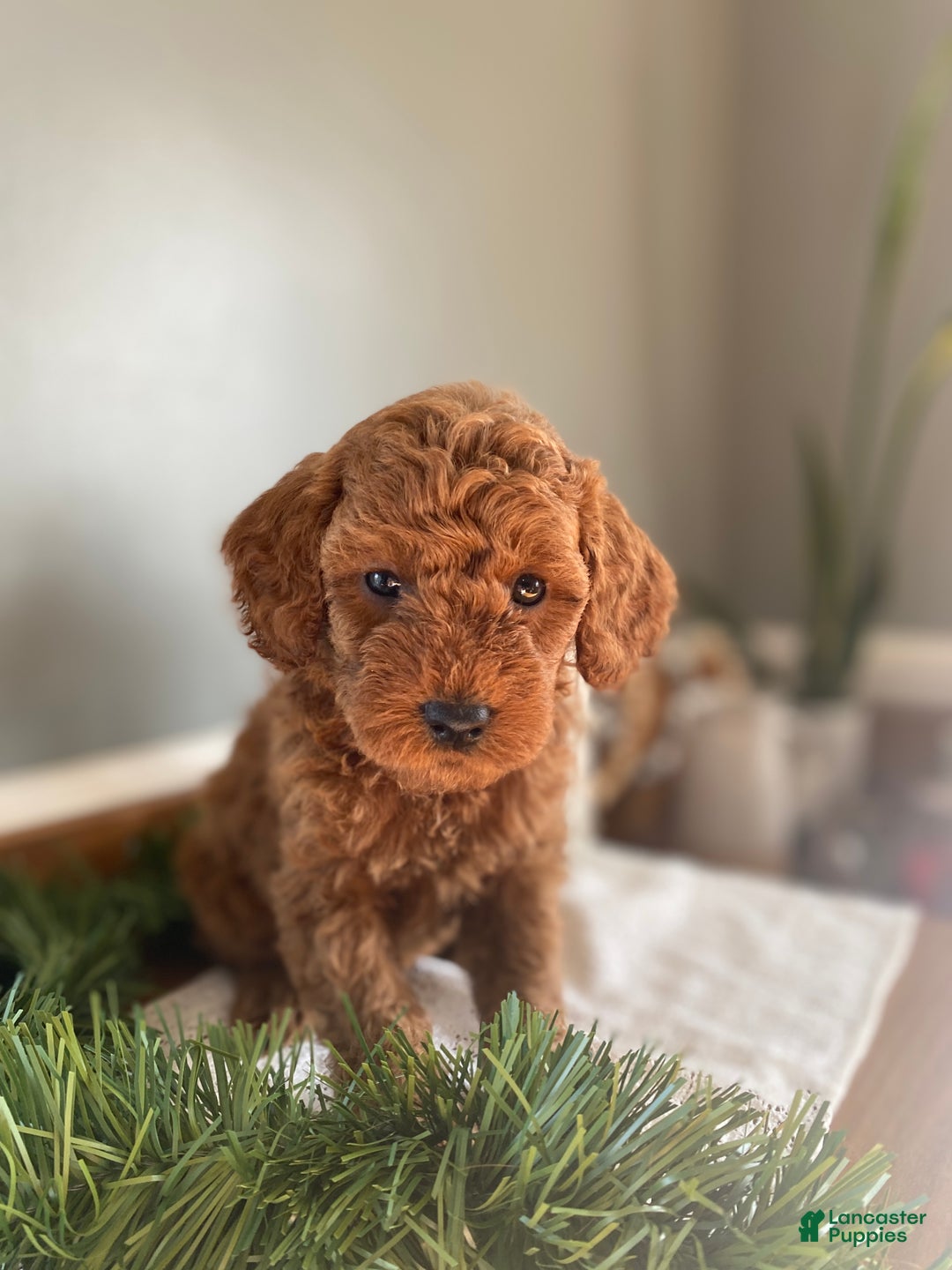 Mixed Breed dogs for sale: Cole - Ad 2