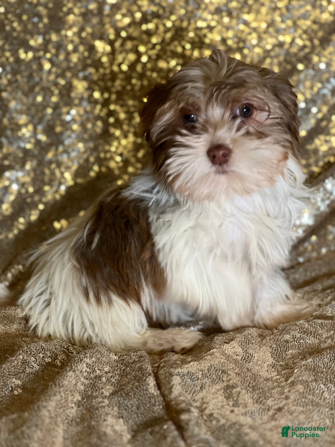Havanese dogs for sale: Kisses - Ad 6