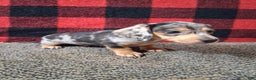 Miniature Dachshund dogs for sale: Rudolph - Ad 2