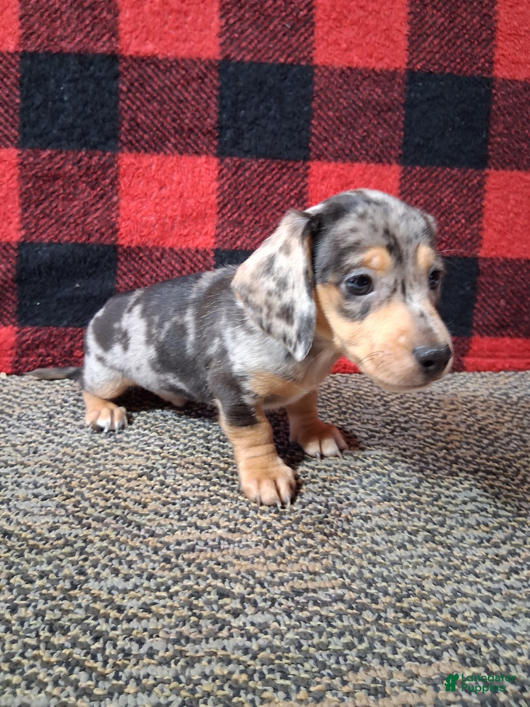 Miniature Dachshund dogs for sale: Rudolph - Ad 2