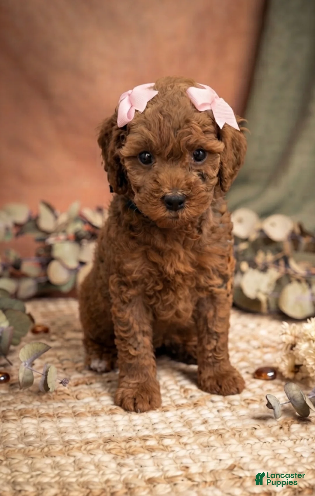 Mini Goldendoodle dogs for sale: Honeybun - Ad 1