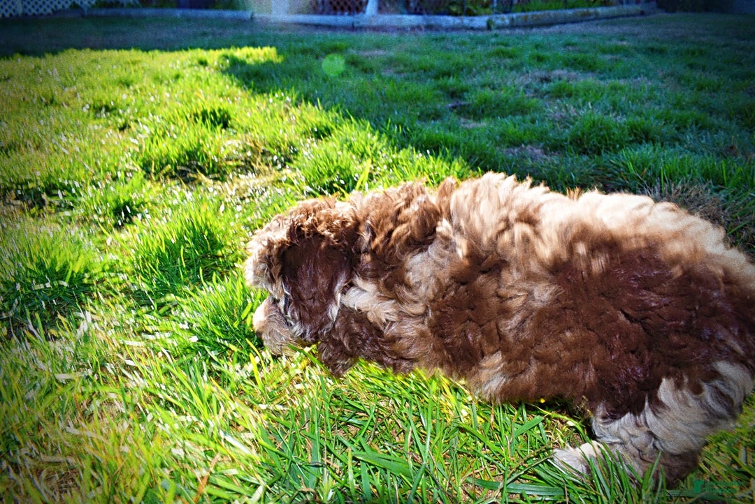 Havapoo dogs for sale: Jimbo - Ad 9