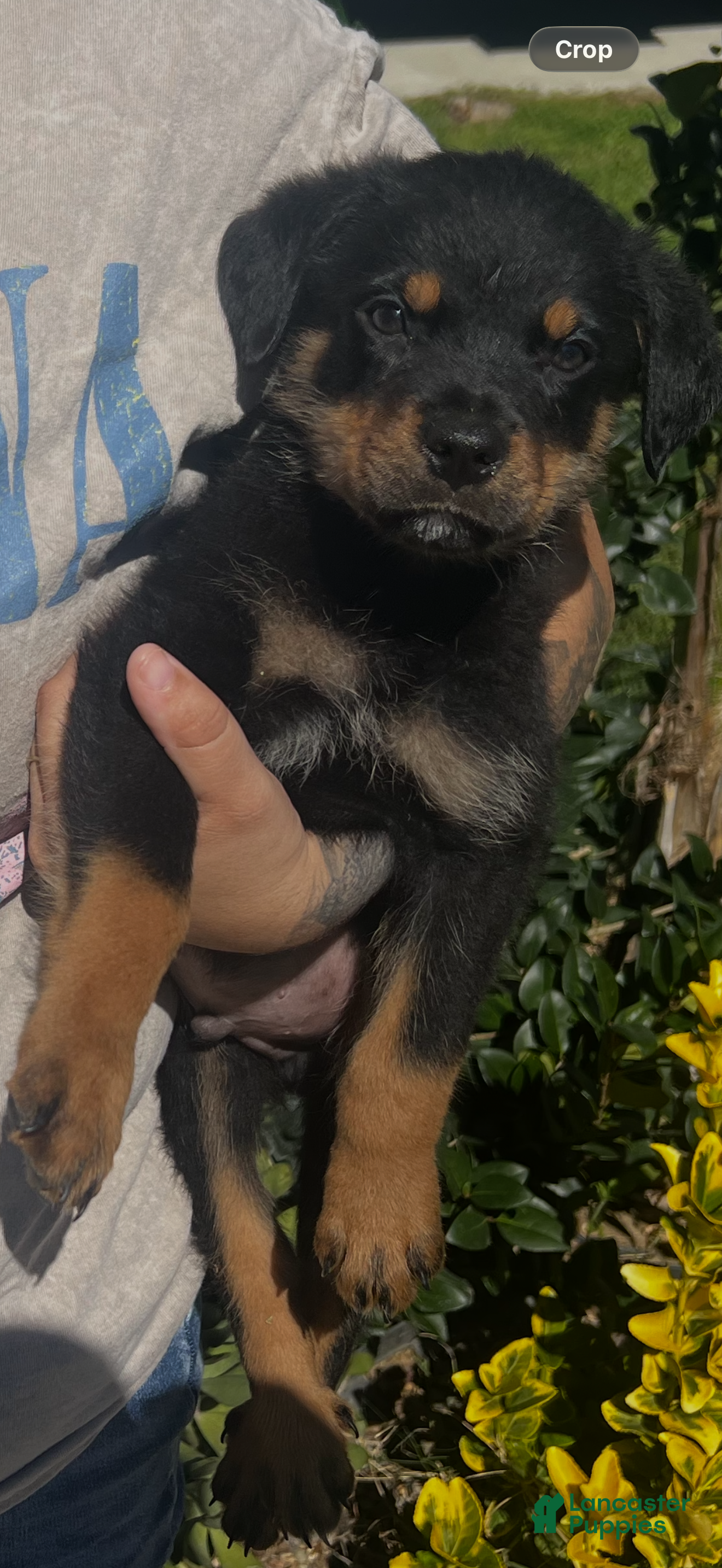 Rottweiler dogs Rottweiler Puppy 2 - Ad 1