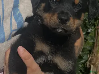 Rottweiler dogs for sale: Rottweiler Puppy 2 - Ad 2