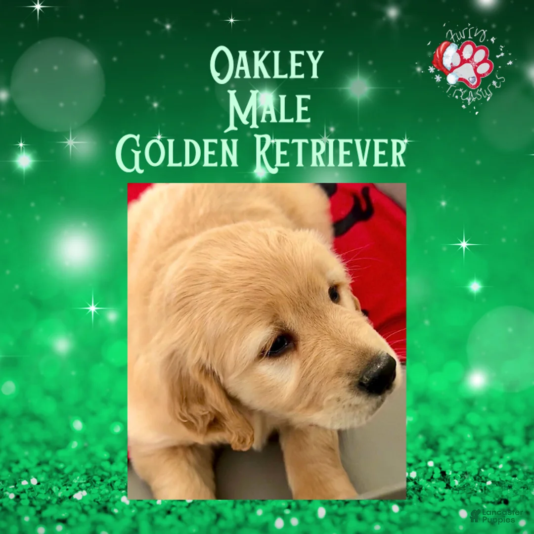 Golden Retriever dogs for sale: Oakley, Golden Retriever, Male - Ad 17