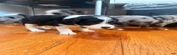 Mixed Breed dogs for sale: Panda - Ad 4