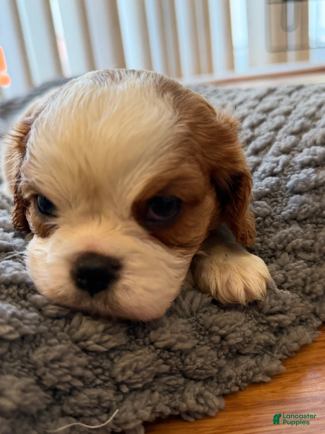 Cavalier King Charles Spaniel dogs for sale: Oliver - Ad 1