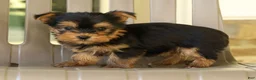 Yorkshire Terrier dogs for sale: Darla - Ad 5