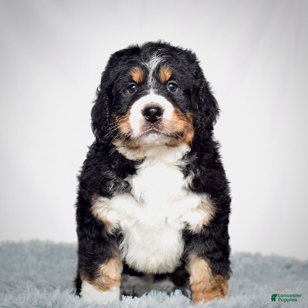 Bernedoodle dogs for sale: Mr. Shane - Ad 1