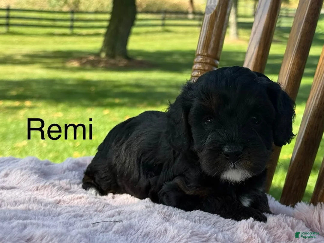 Cavapoo dogs for sale: Remi - Ad 1