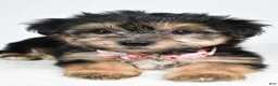 Morkie dogs for sale: Violet - Ad 3
