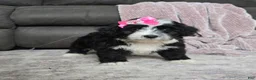 Mini Bernedoodle dogs for sale: Mini Wendy - Ad 17