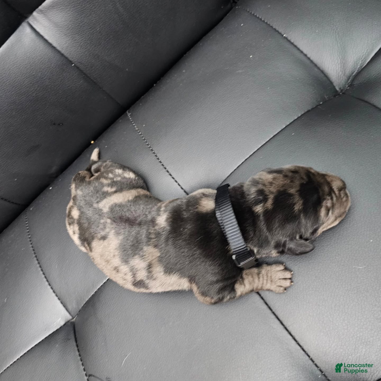 Cane Corso dogs Sentinel Soul Aston-Black Merle (North American Mastiff) - Ad 2