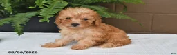 Toy Poodle dogs for sale: Reba - Ad 5