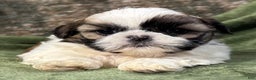 Shih Tzu dogs for sale: Dusty - Ad 3