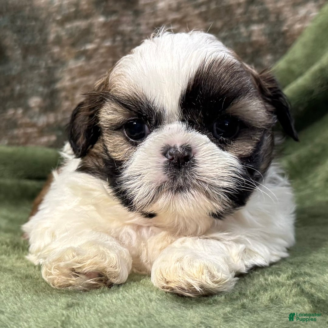 Shih Tzu dogs for sale: Dusty - Ad 3