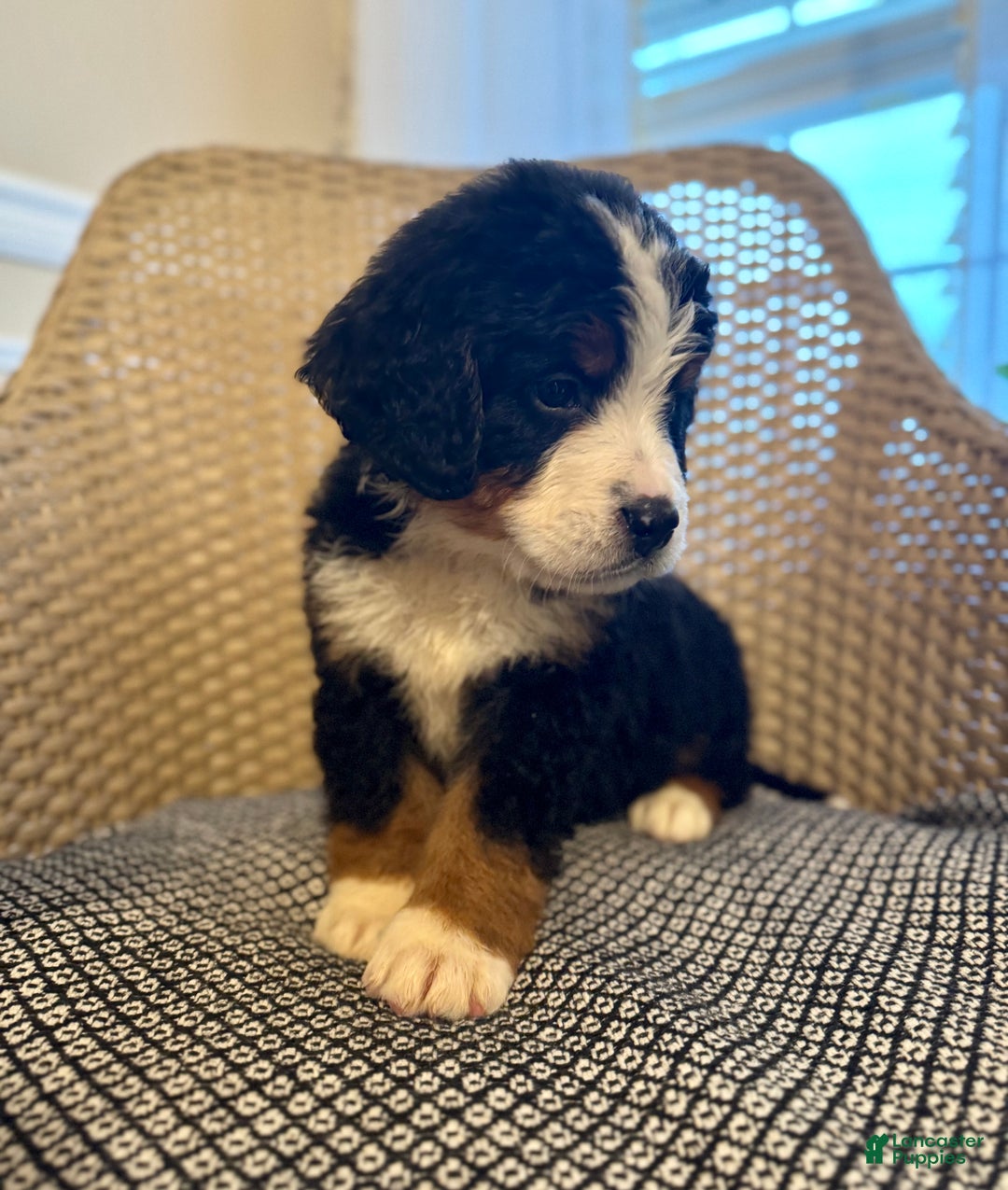 Bernese Mountain Dog dogs for sale: Indie - Ad 6