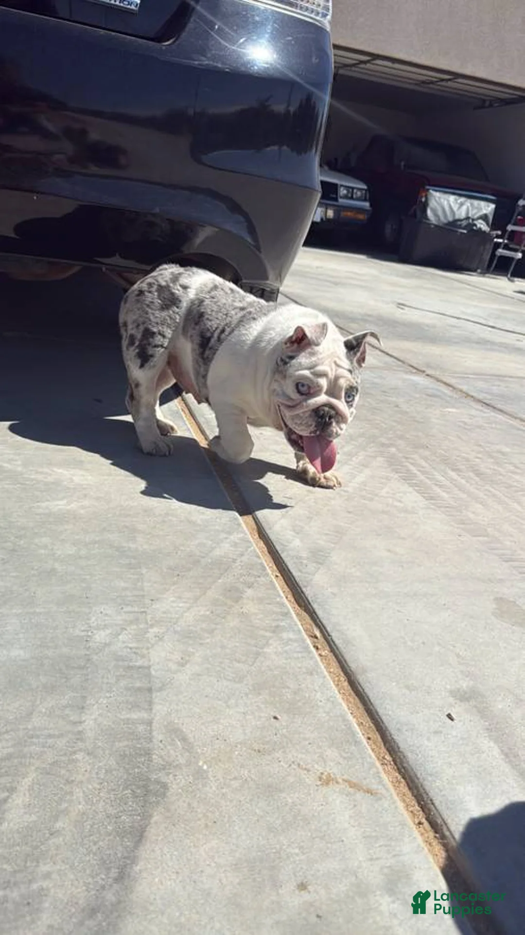 English Bulldog dogs for sale: English Bulldog Puppy 1 - Ad 1