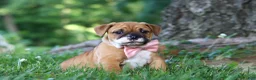 Mixed Breed dogs for sale: Chloe - Ad 6