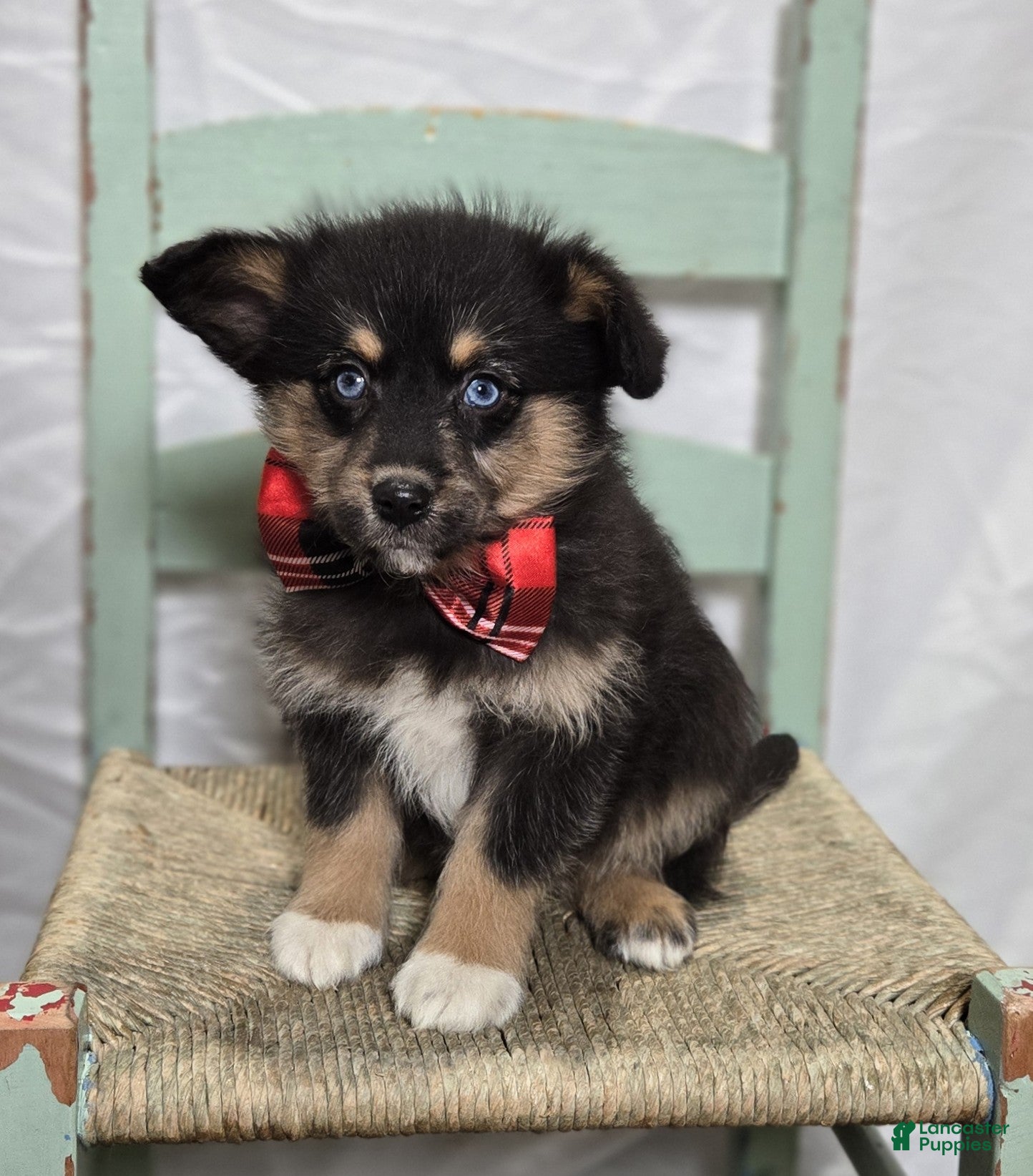 Pomapoo dogs Lance - Ad 9