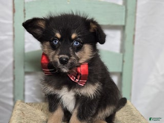 Pomapoo dogs Lance - Ad 2