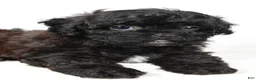 Shihpoo dogs for sale: Willow toy - Ad 3