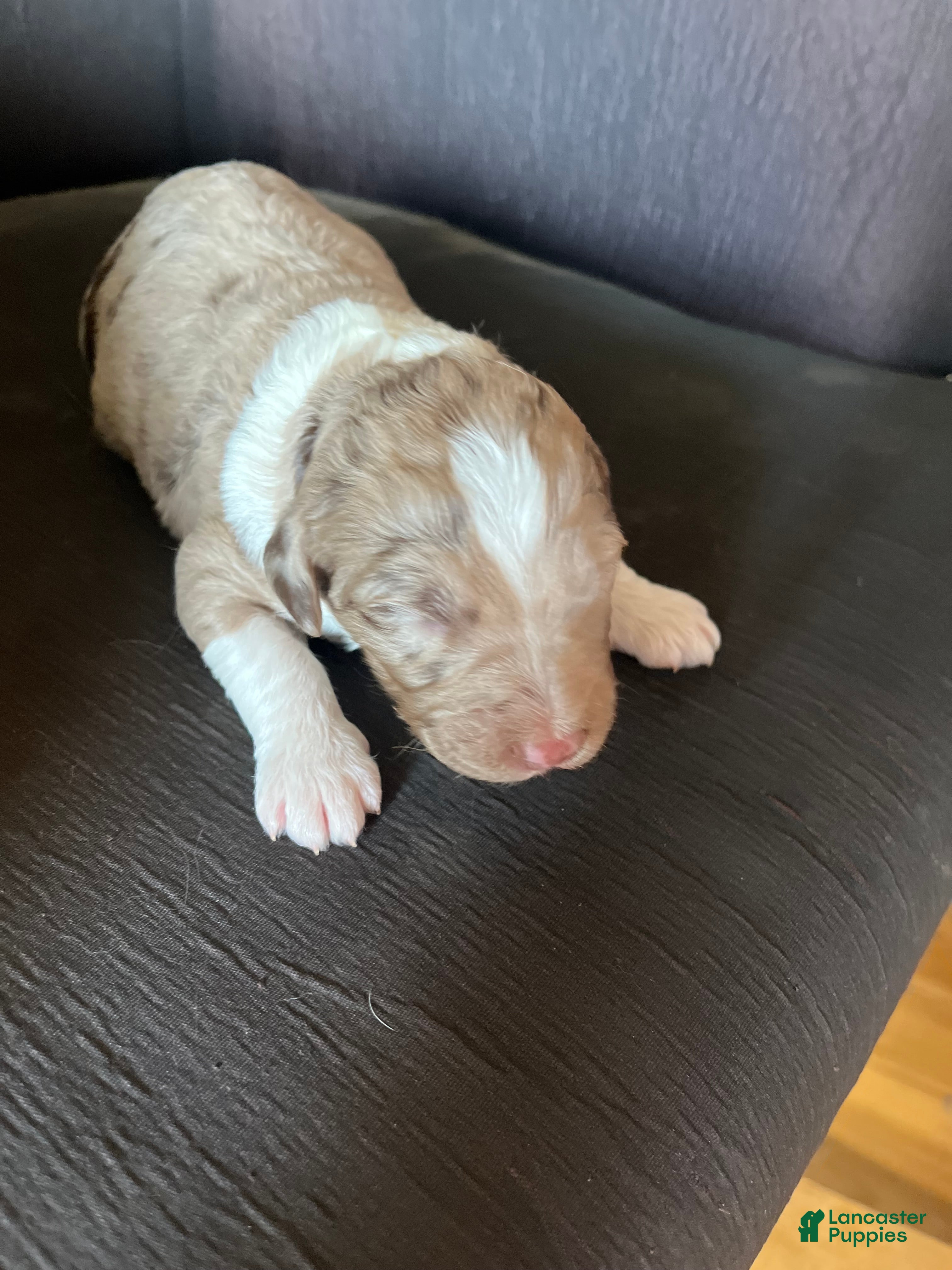 Aussiedoodle dogs Aussiedoodle Puppy 4 - Ad 2