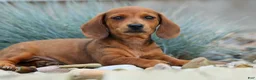 Miniature Dachshund dogs for sale: Tyson 💙 - Ad 4