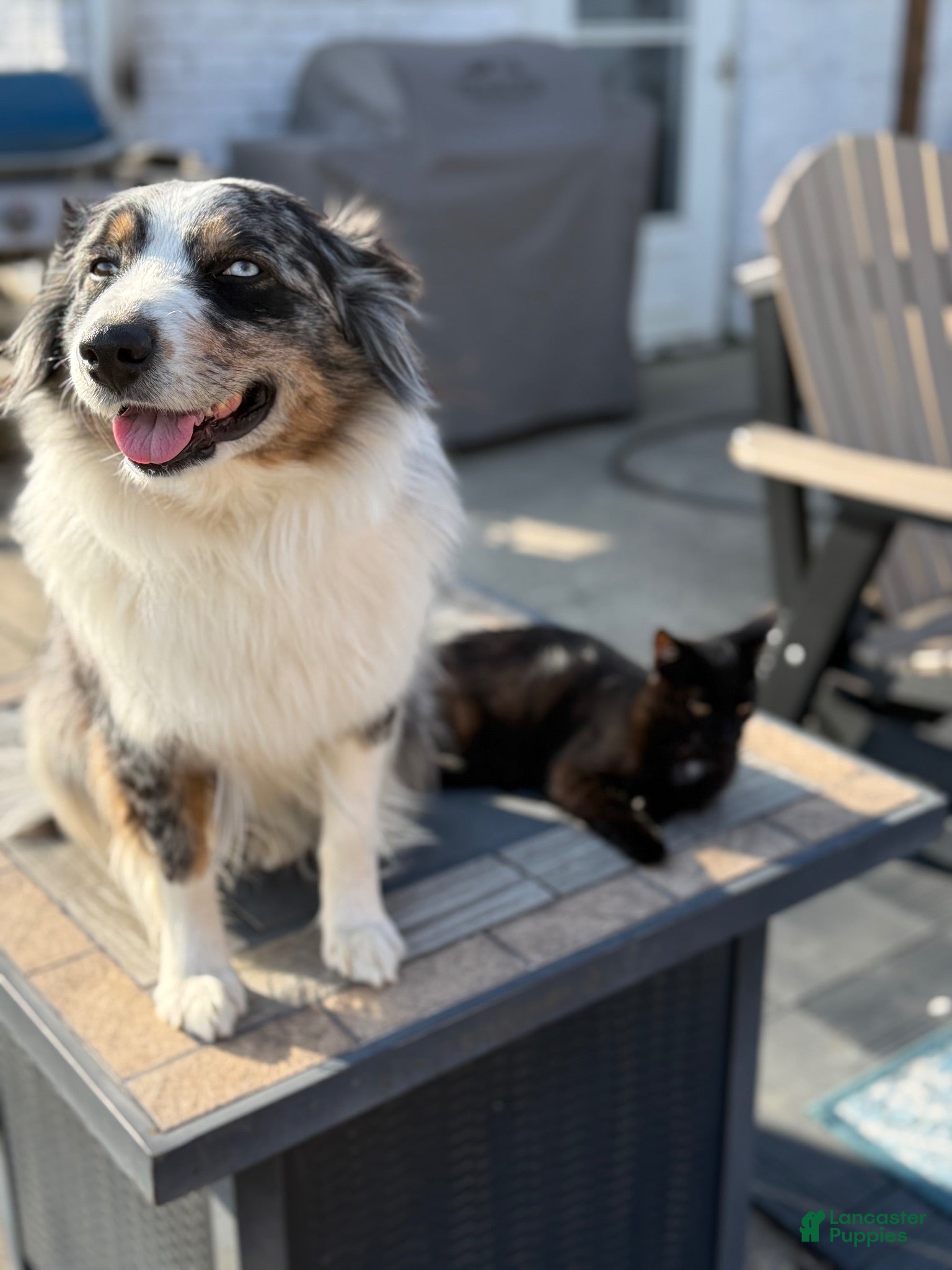 Aussiedoodle dogs Aussiedoodle 3 - Ad 2