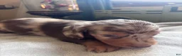 Dachshund dogs for sale: Gordon-Long Hair - Ad 3