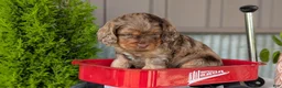 Cockapoo dogs for sale: Baxter - Ad 10