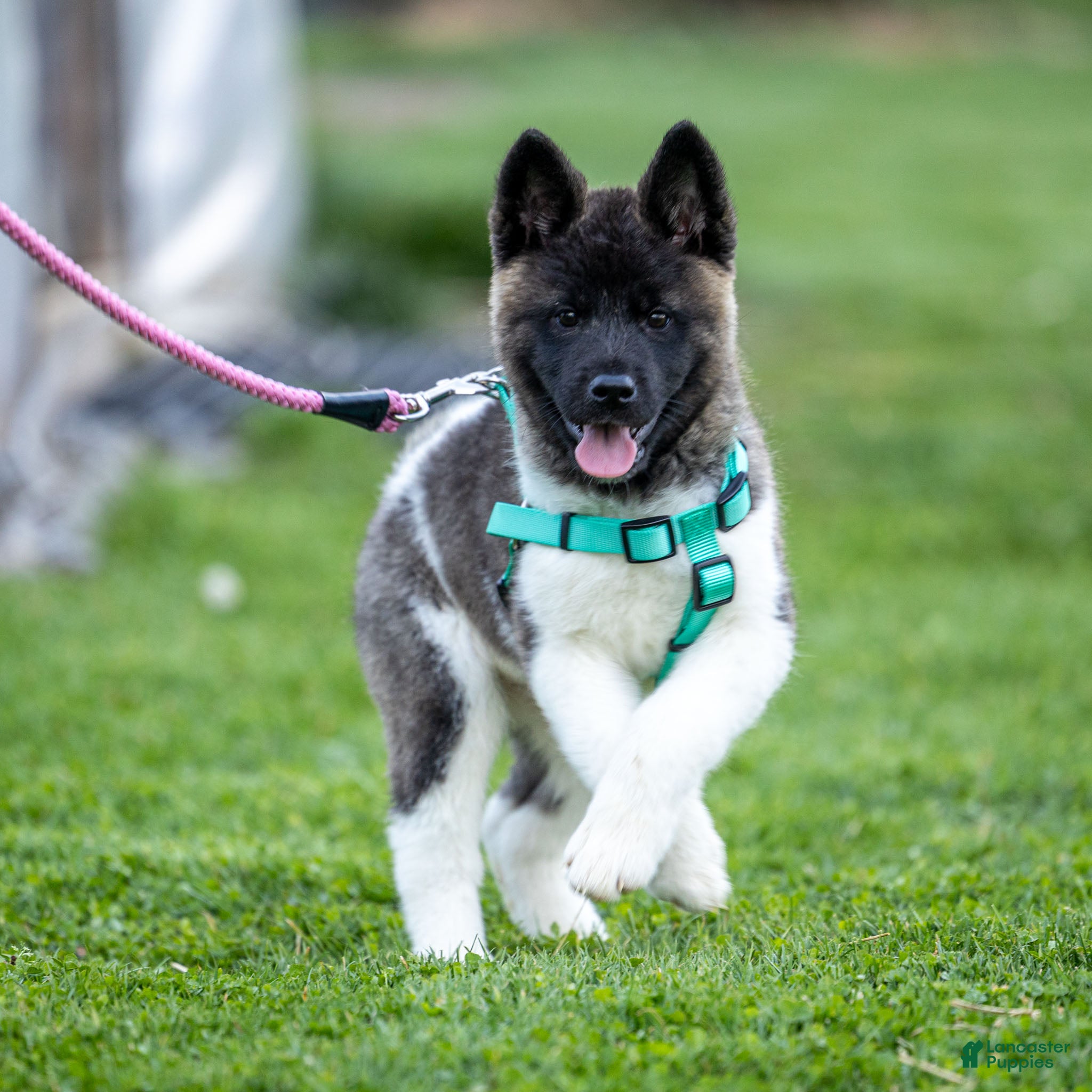 Akita dogs Florie Akita Puppy  - Ad 1