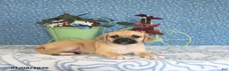 Puggle dogs for sale: Kolina - Ad 9