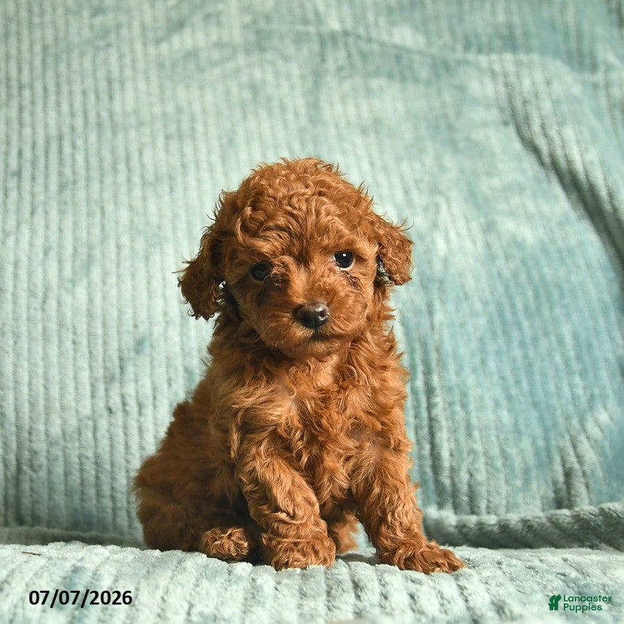 Toy Poodle dogs Frisky  - Ad 2