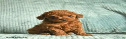 Toy Poodle dogs for sale: Frisky  - Ad 2