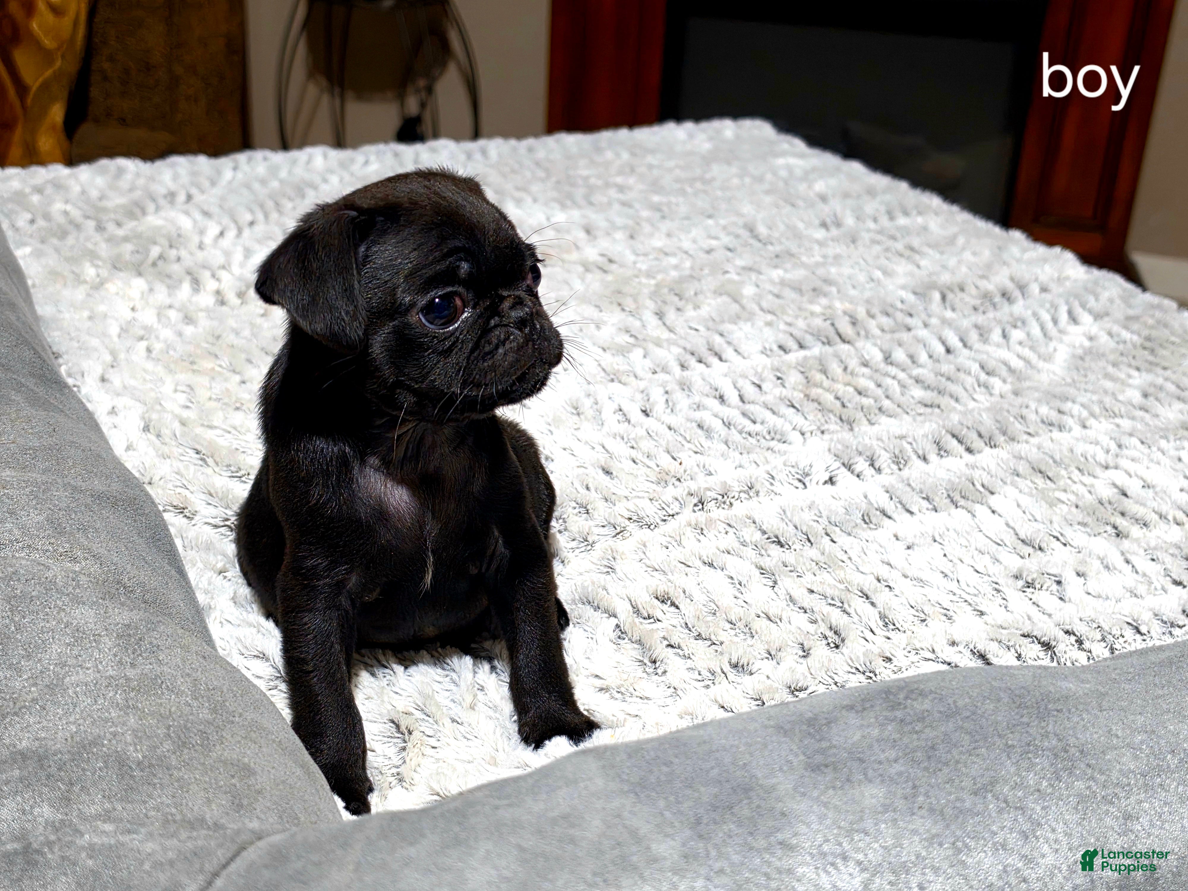 Pug dogs for sale: Pug Puppy 3 - Ad 1