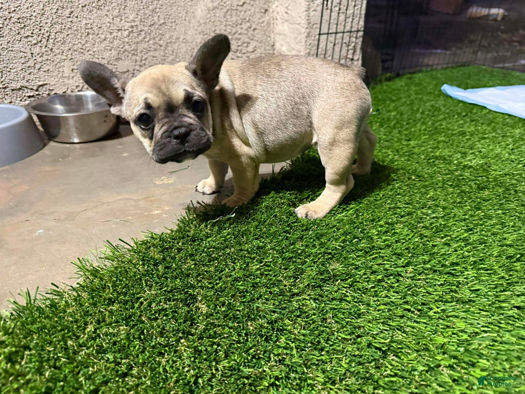 French Bulldog dogs for sale: Brownie - Ad 1