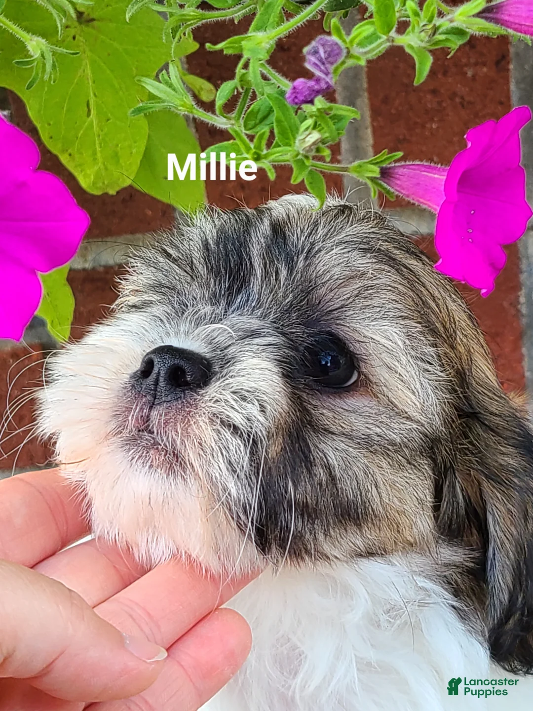 Teddy Bear dogs for sale: Millie - Ad 2
